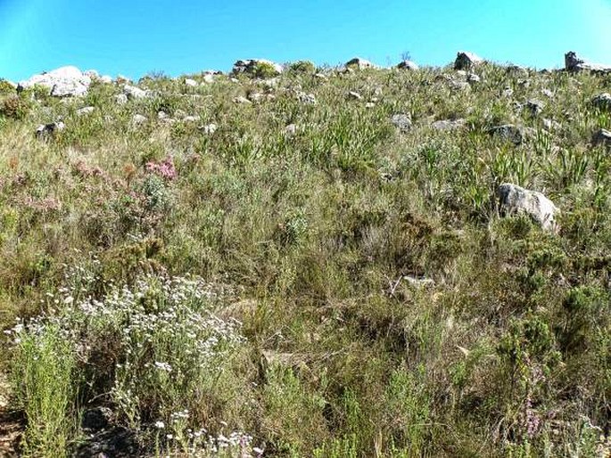 Lobostemon glaucophyllus