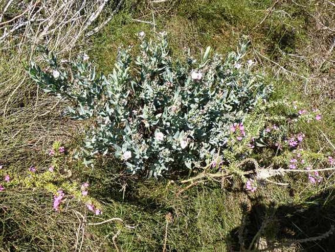 Lobostemon glaucophyllus