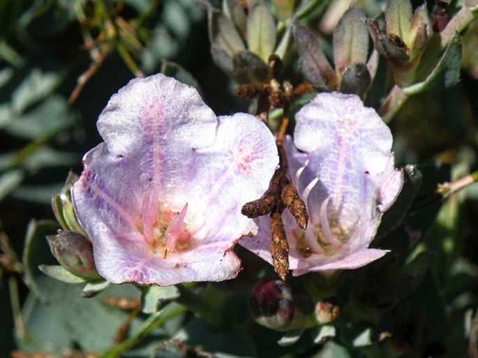 Lobostemon glaucophyllus