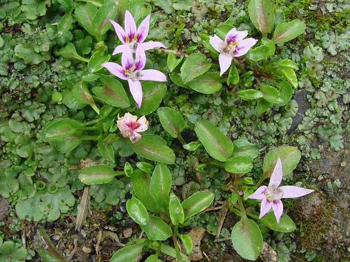 Lobelia oligophylla