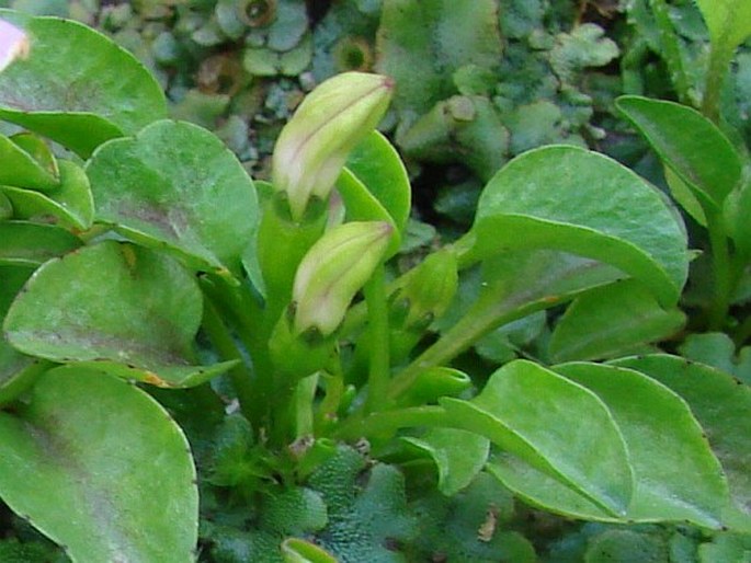 Lobelia oligophylla