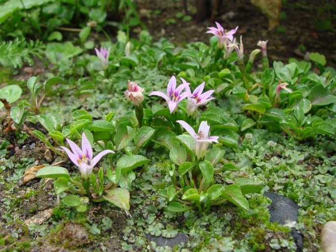 Lobelia oligophylla