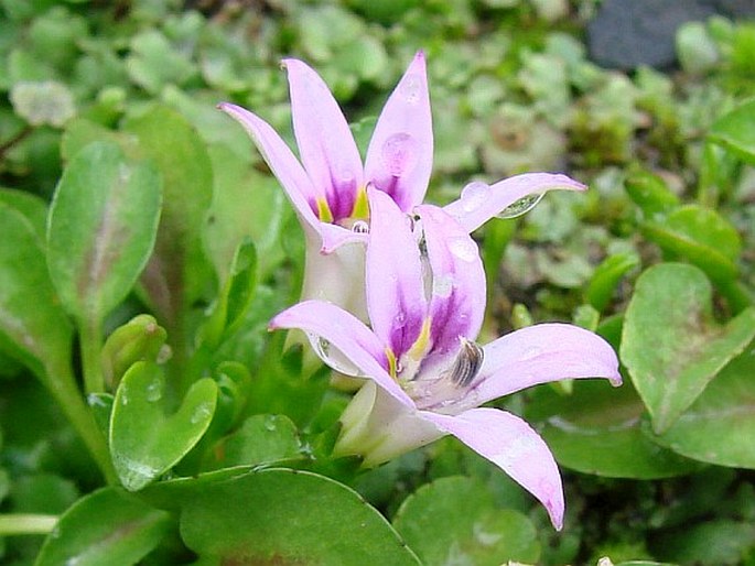 Lobelia oligophylla