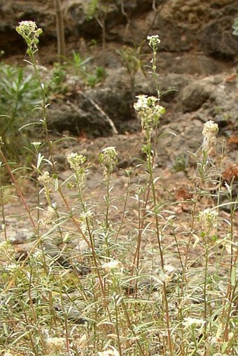 Lobularia canariensis