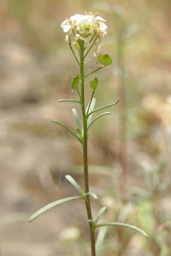 Lobularia canariensis