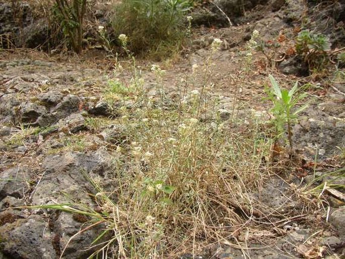 Lobularia canariensis