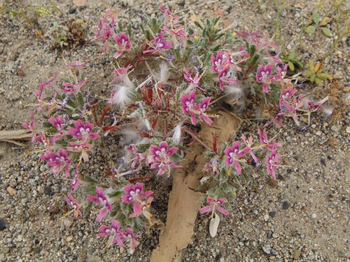 Loeseliastrum matthewsii