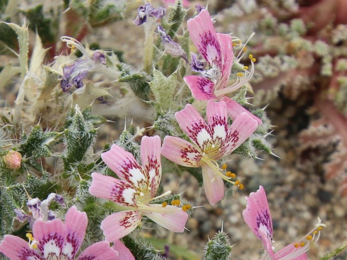 Loeseliastrum matthewsii