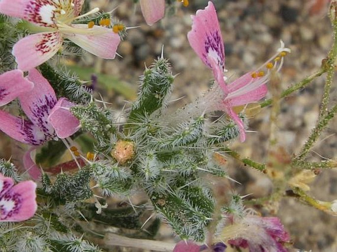 Loeseliastrum matthewsii