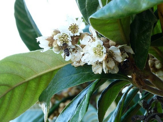 Eriobotrya japonica