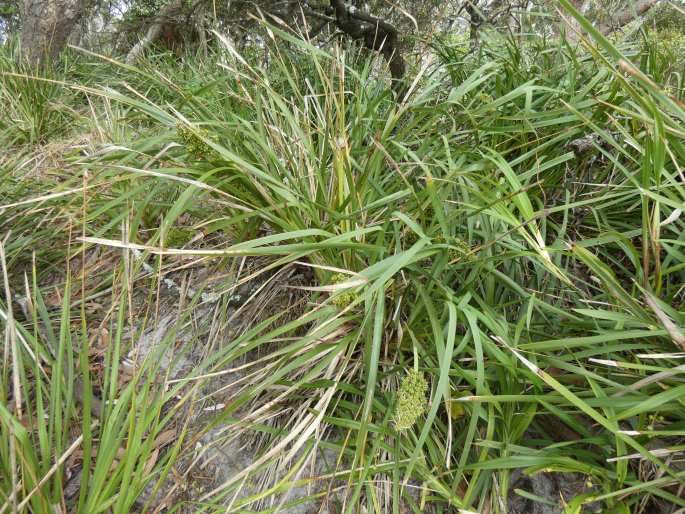 Lomandra longifolia