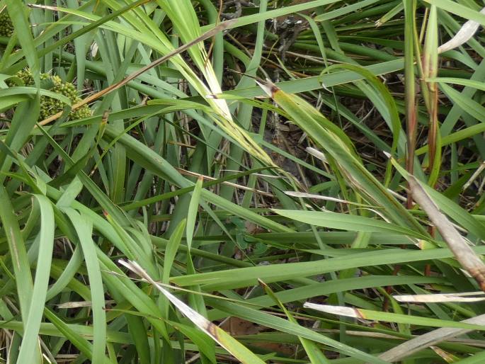 Lomandra longifolia