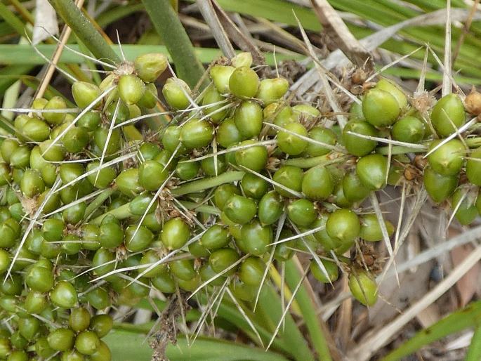 Lomandra longifolia