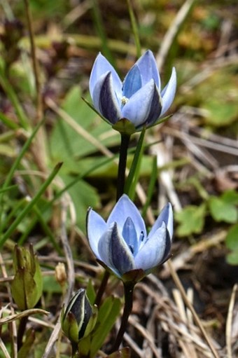 Lomatogonium carinthiacum