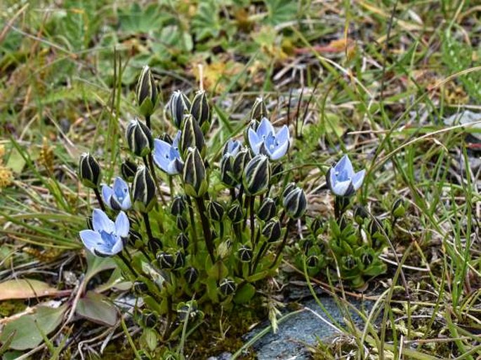 Lomatogonium carinthiacum