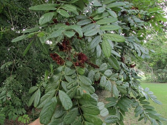 Lonchocarpus rugosus