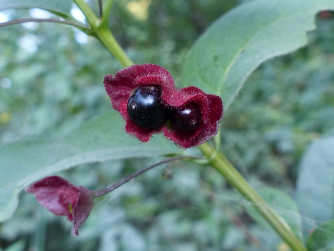 Lonicera ledebourii