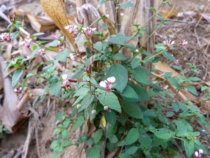 Lopezia racemosa