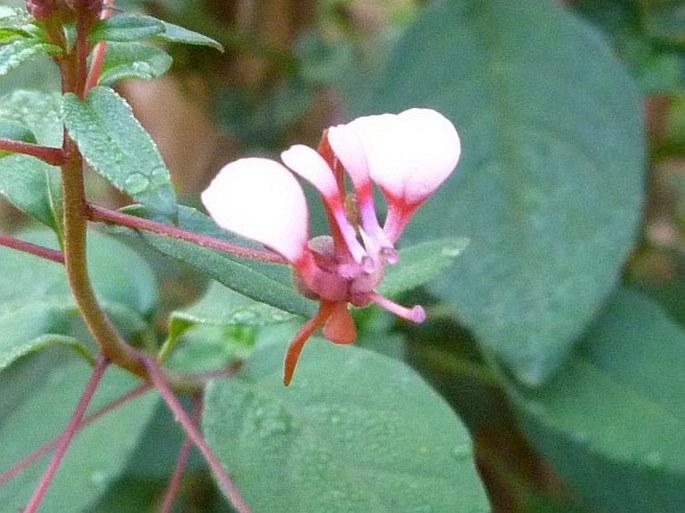 Lopezia racemosa