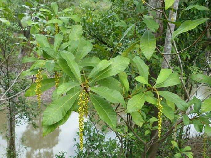 LOPHANTHERA LONGIFOLIA (Kunth) Griseb.