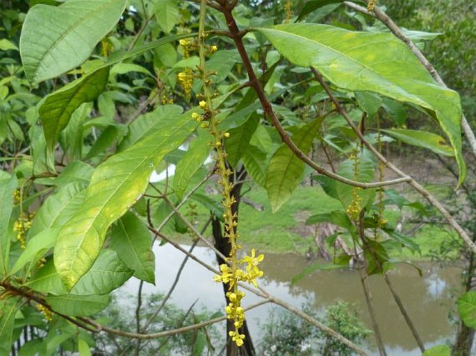 Lophanthera longifolia