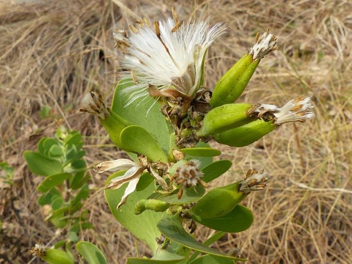 LOPHOLAENA CORIIFOLIA (Sond.) E. Phillips et C. A. Sm.