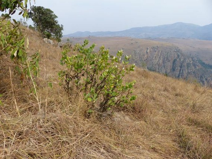 Lopholaena coriifolia