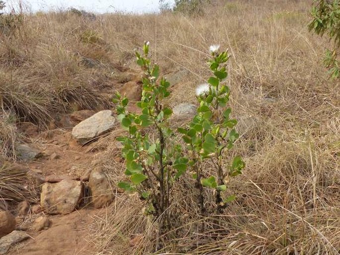 Lopholaena coriifolia