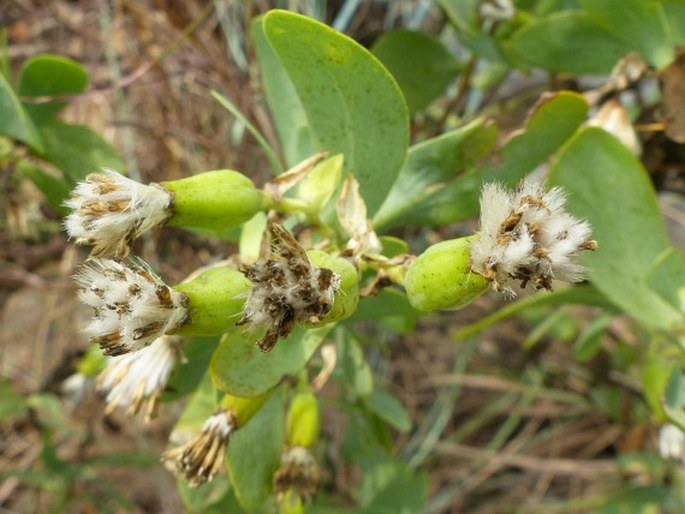 Lopholaena coriifolia