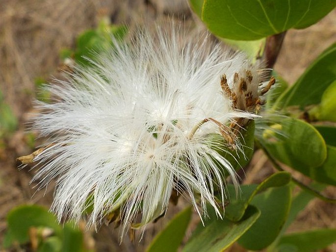 Lopholaena coriifolia