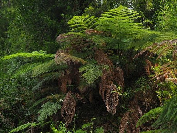 Lophosoria quadripinnata