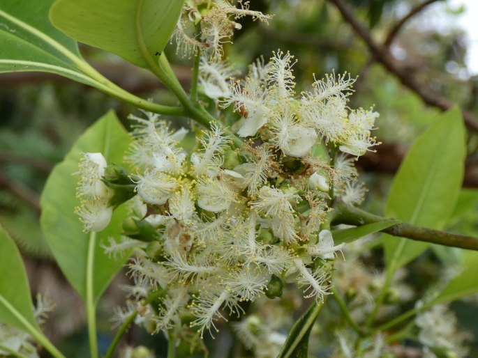 Lophostemon confertus