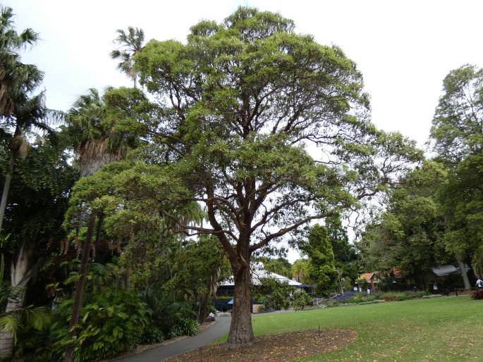 Lophostemon confertus