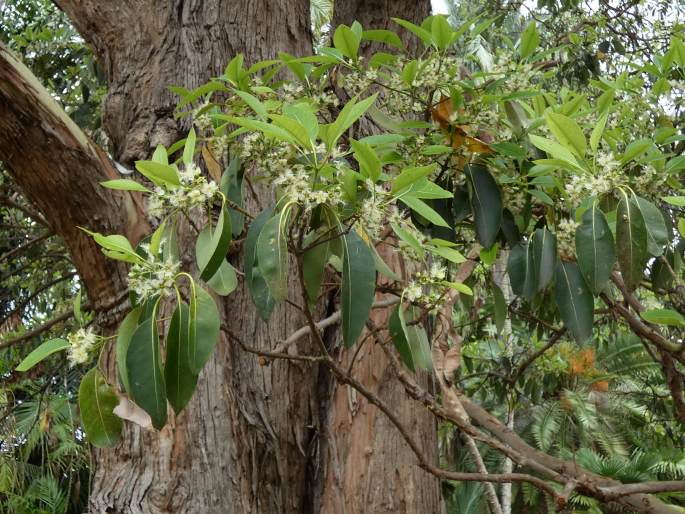 Lophostemon confertus