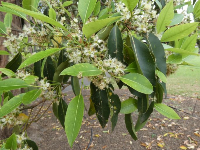 Lophostemon confertus