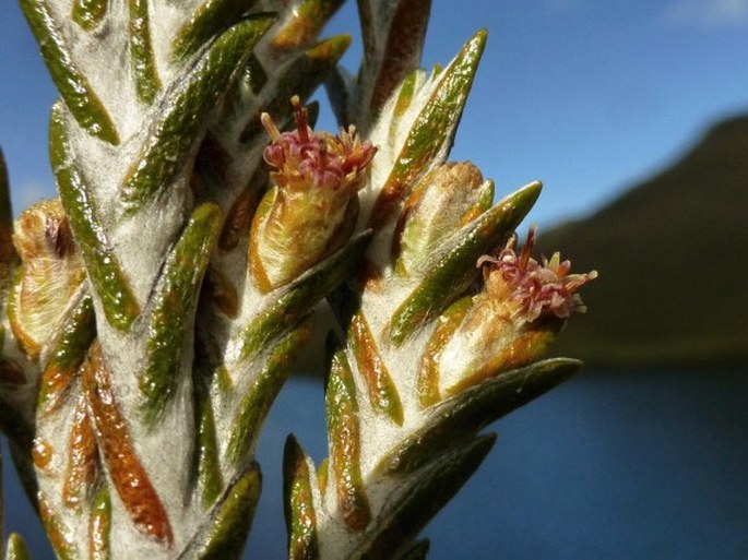 LORICARIA FERRUGINEA (Ruiz et Pav.) Wedd.