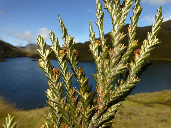 Loricaria ferruginea