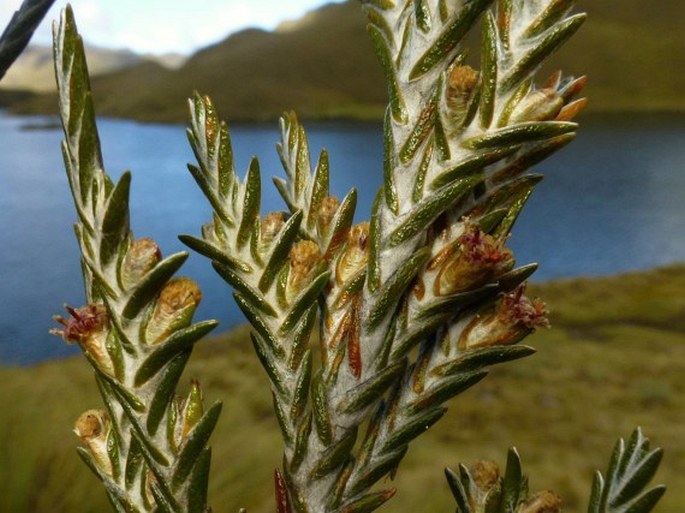 Loricaria ferruginea