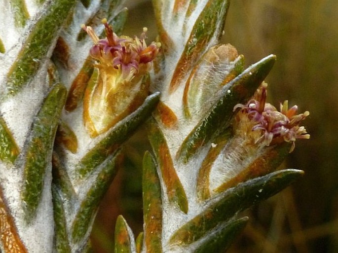 Loricaria ferruginea