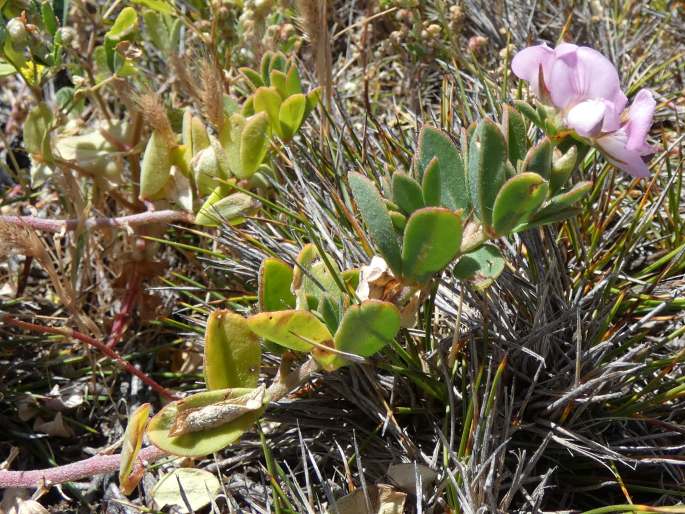 Lotus australis