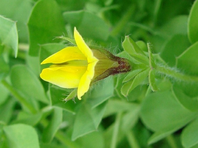 Lotus edulis