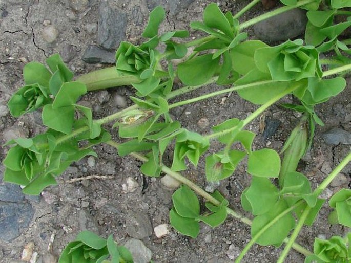 Lotus edulis