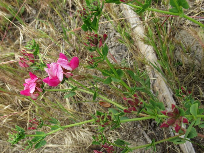 Lotus gebelia