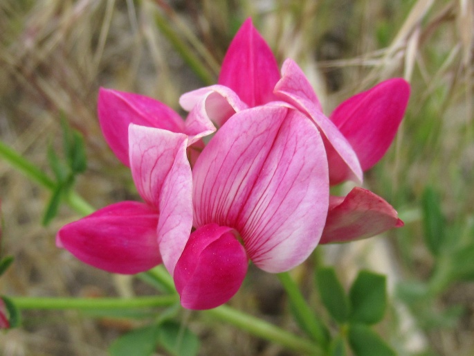 Lotus gebelia