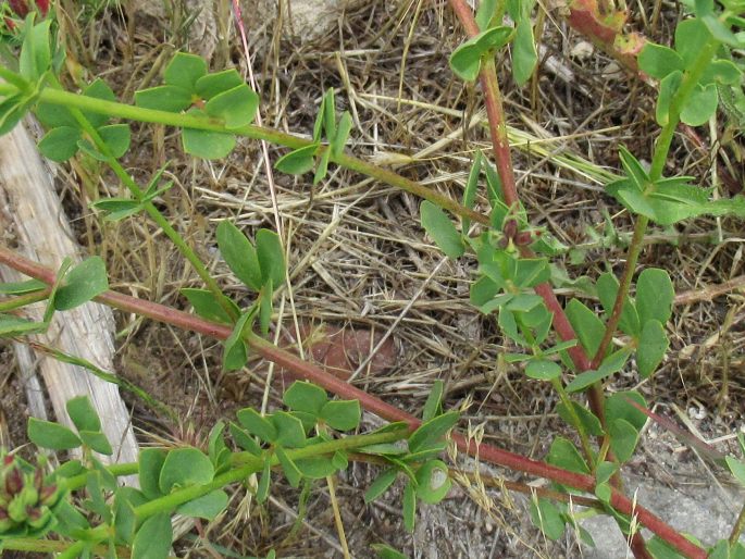 Lotus gebelia