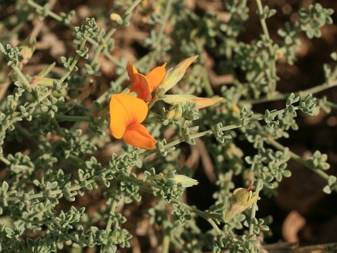 LOTUS GLAUCUS Aiton – štírovník