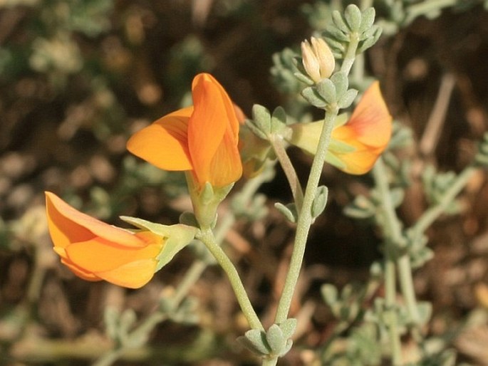 Lotus glaucus