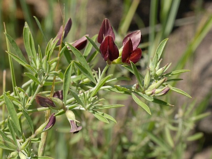 LOTUS JACOBAEUS L. - štírovník / ľadenec