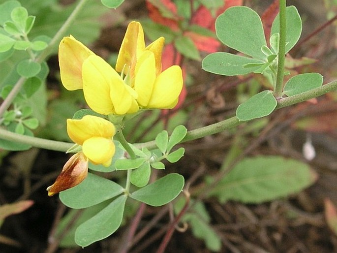 Lotus oliveirae