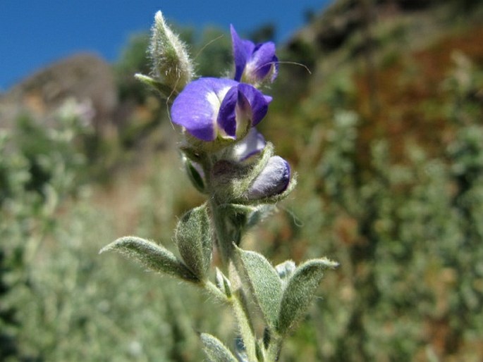 LOTONONIS LOTONONOIDES (Scott-Elliot) B.-E. van Wyk